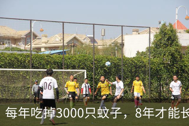 每年吃掉3000只蚊子，8年才能长大，却被人类作为美食大量捕捉